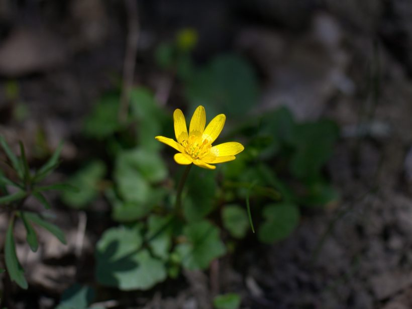 Pflanze mit gelber Blüte