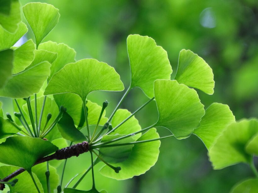 Ginko-Blätter am Baum in Nahaufnahme
